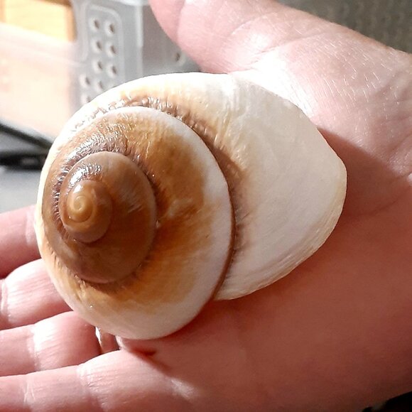 Natural!! Turbo Seashell 3.38 in Length Dark Color Shell - Collectible and Nice! - Picture 8 of 9